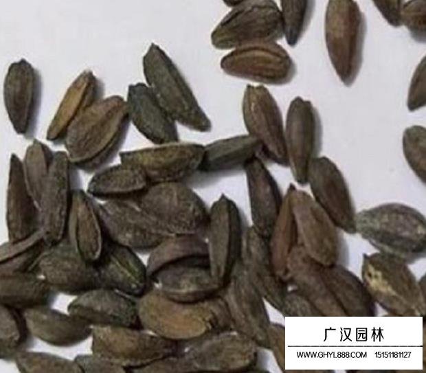 南非萬壽菊種子