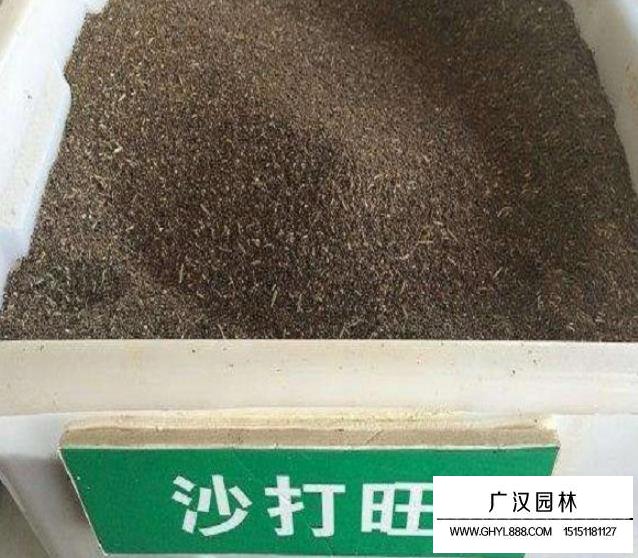 沙打旺種子