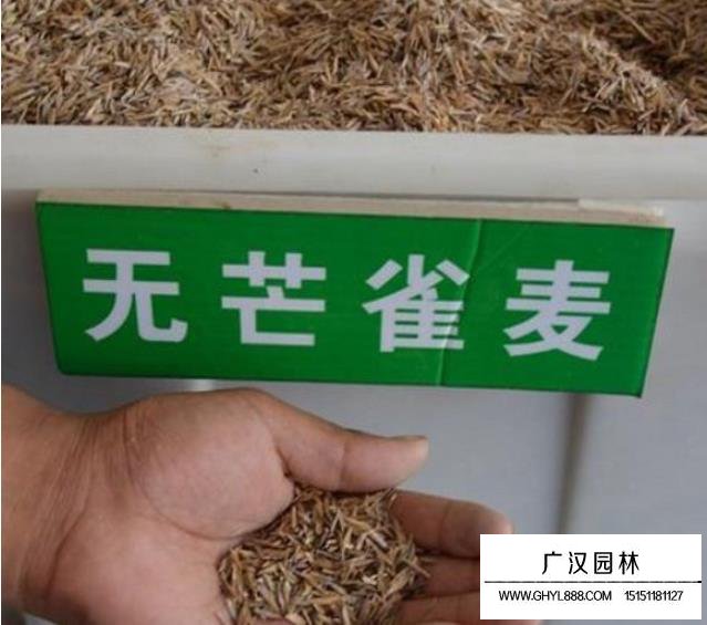 無芒雀麥種子