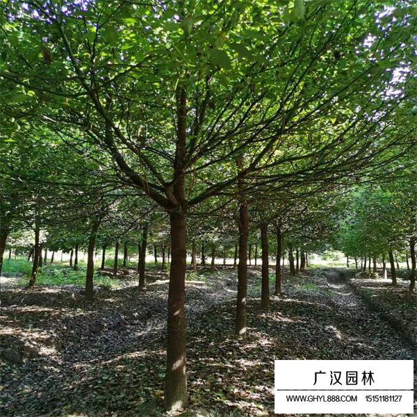 香樟樹