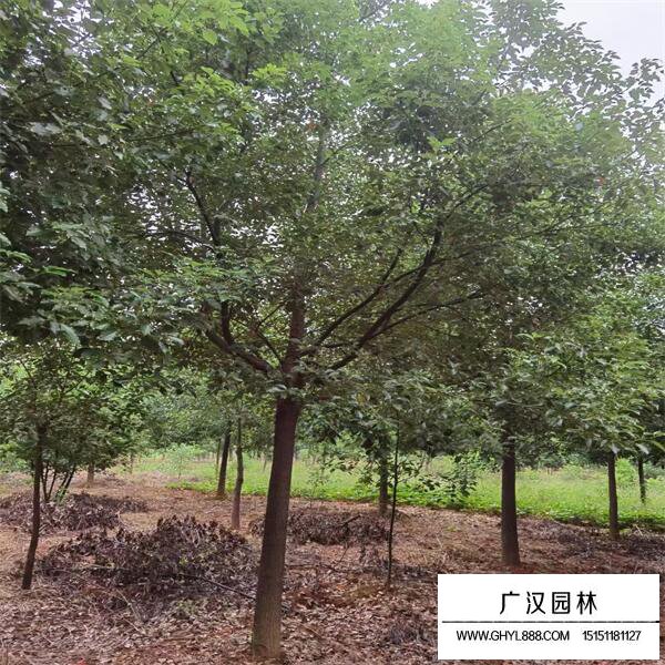 香樟樹