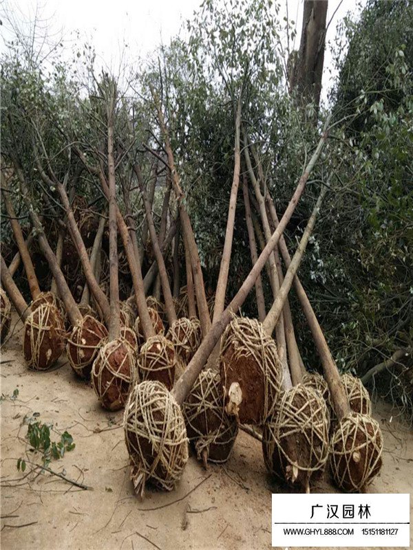 香樟樹