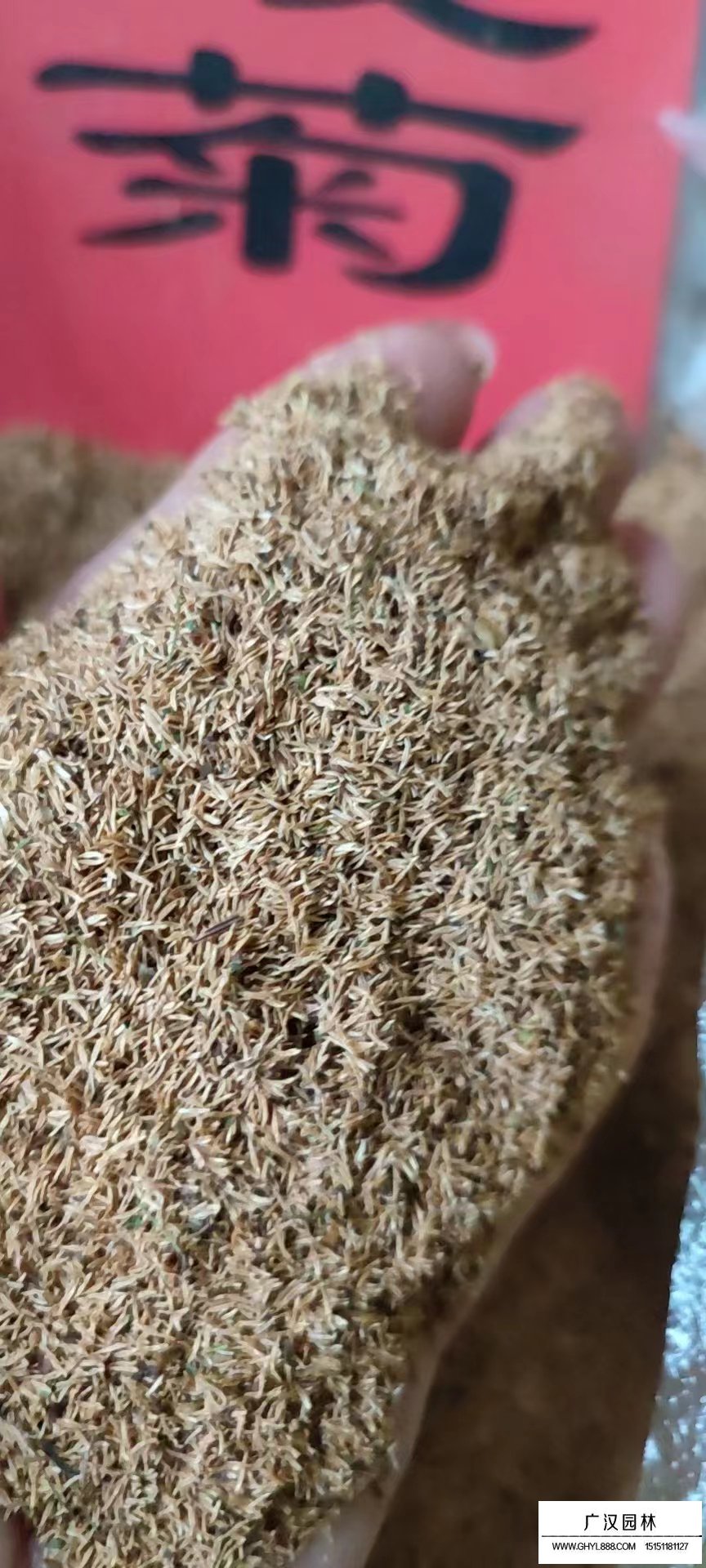 繡線菊種子