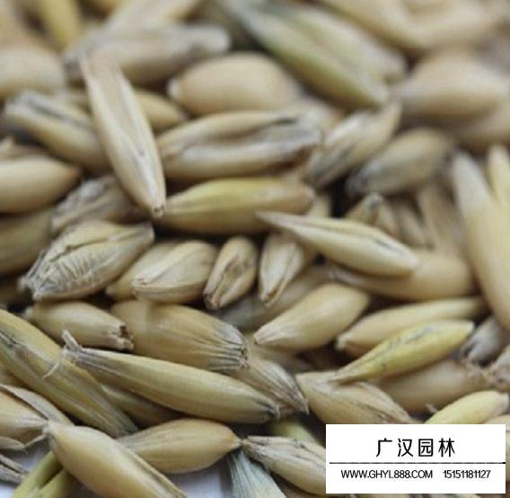 燕麥種子
