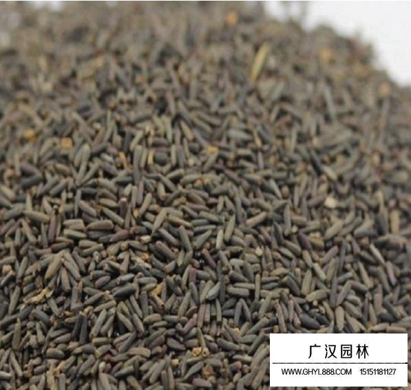 紫色松果菊種子
