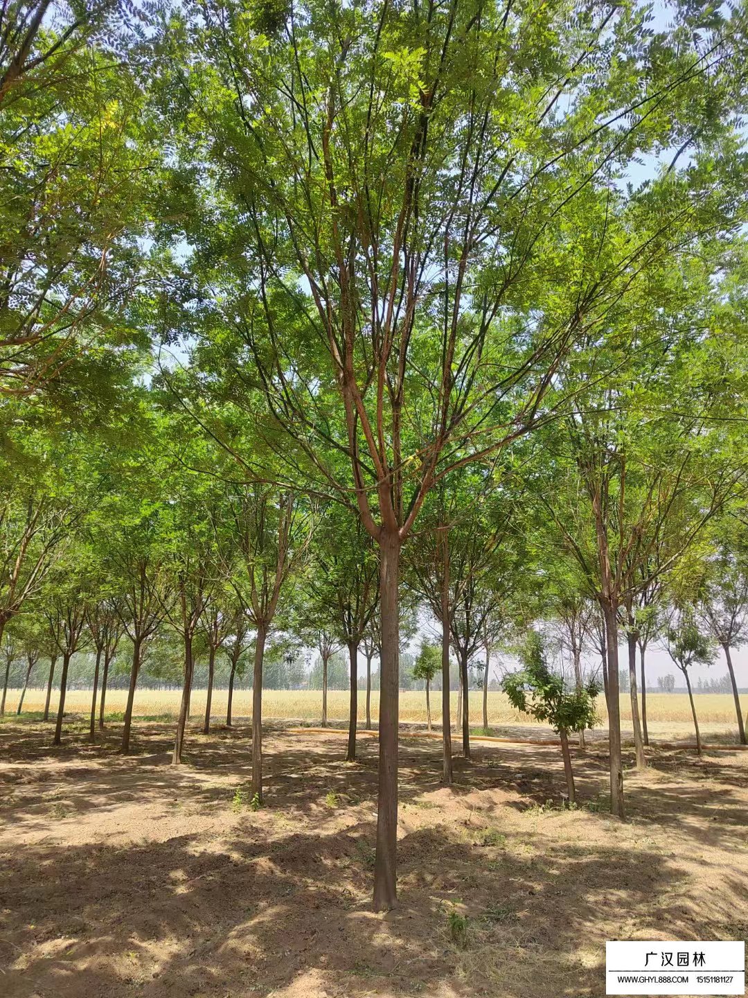 國槐