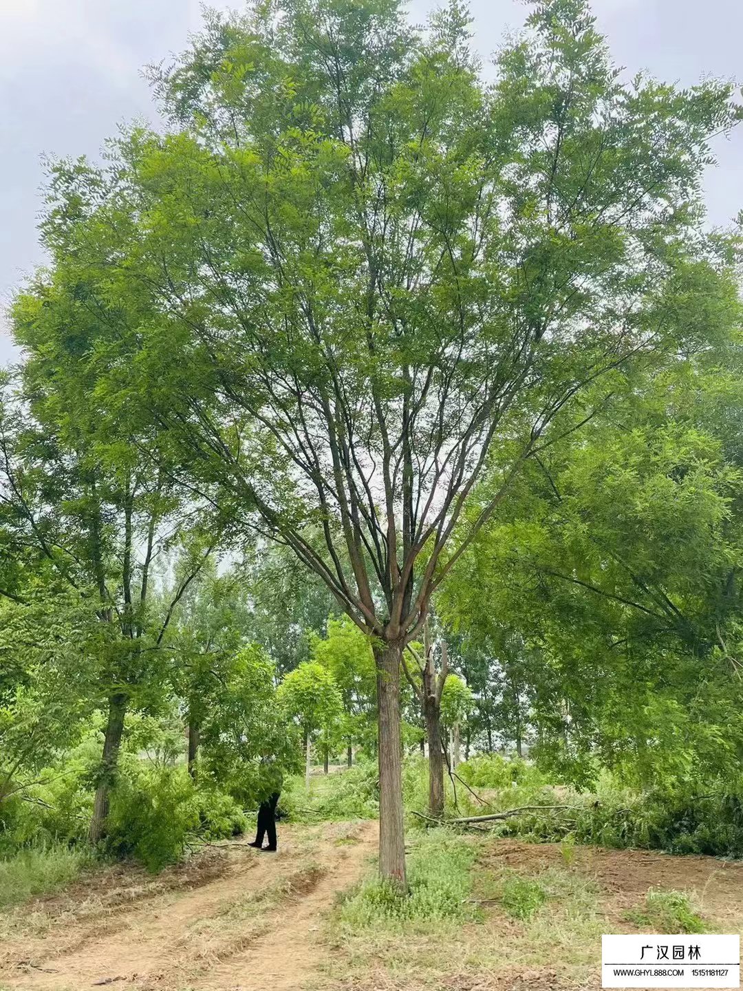 國槐