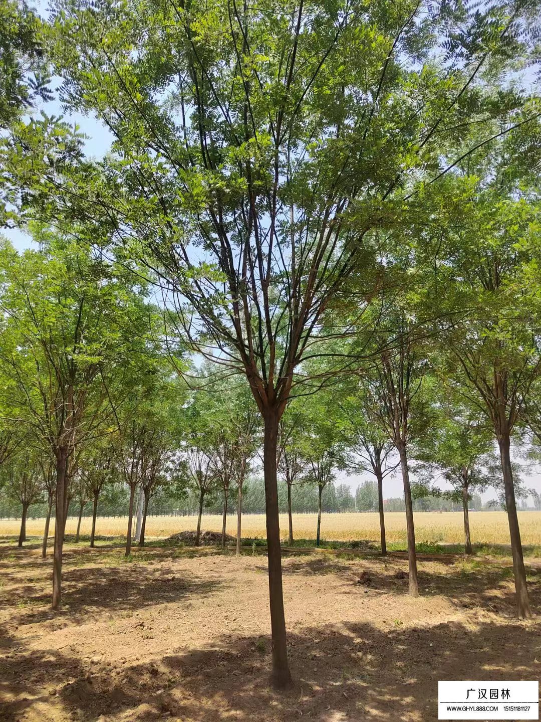 國槐