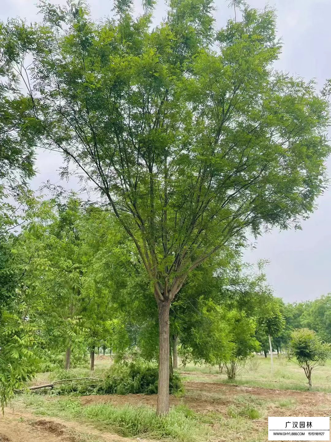 國槐