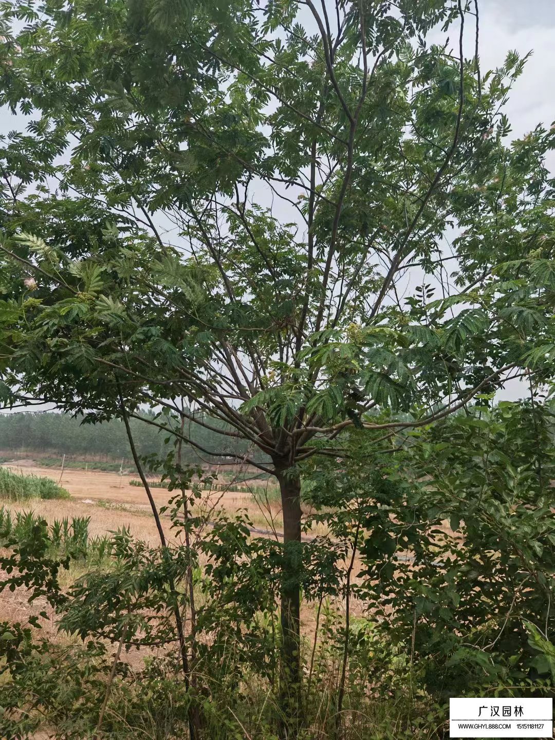 合歡樹