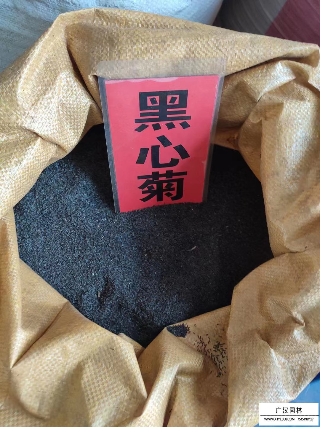 黑心菊種子