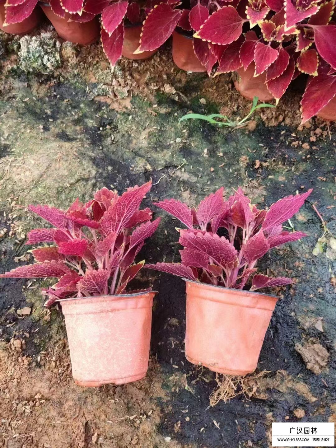 彩葉草