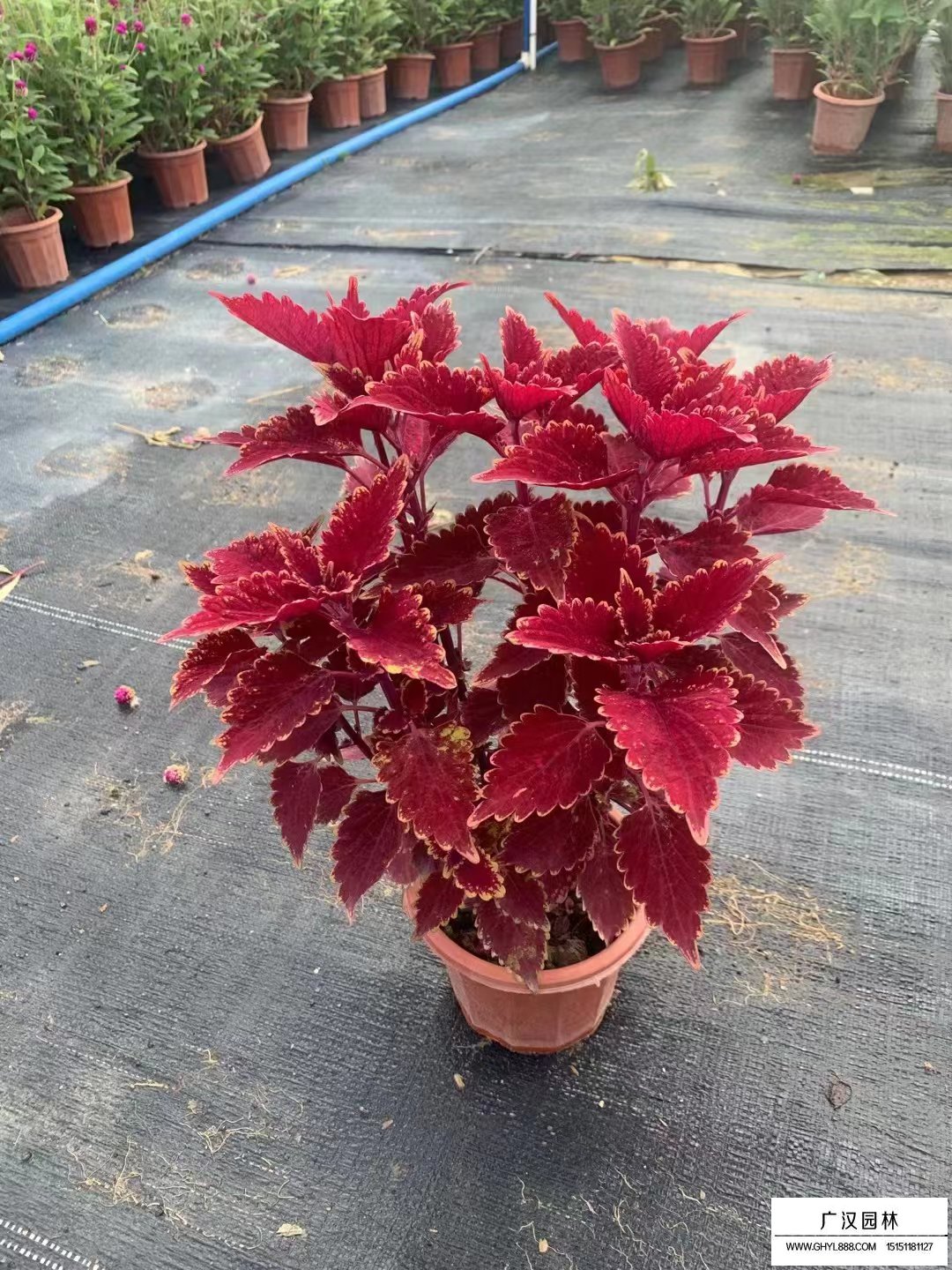 彩葉草