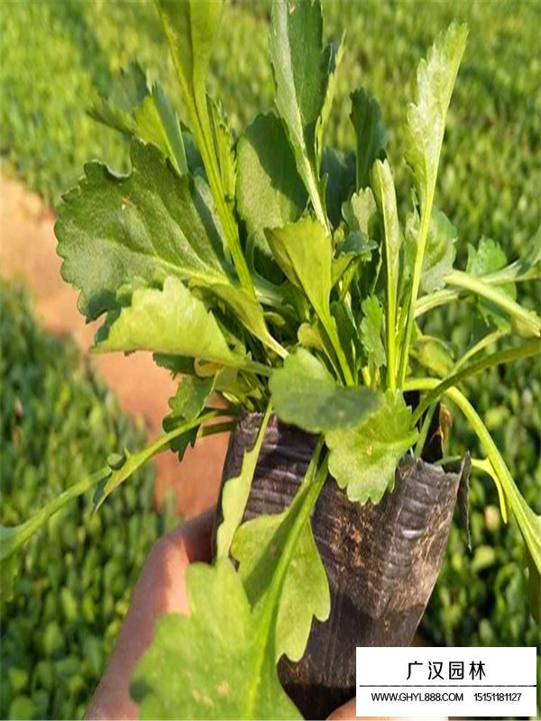 大濱菊