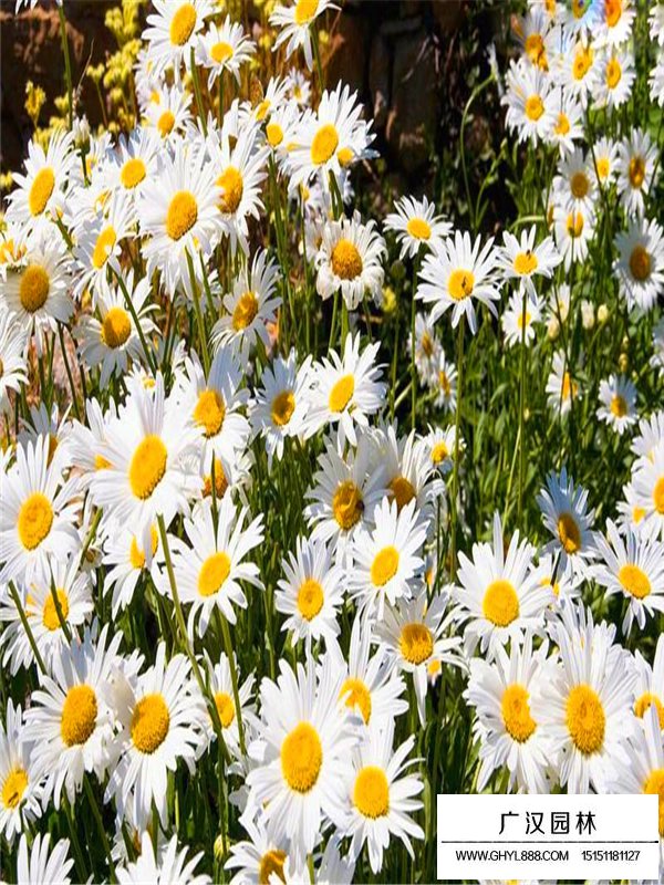 大濱菊