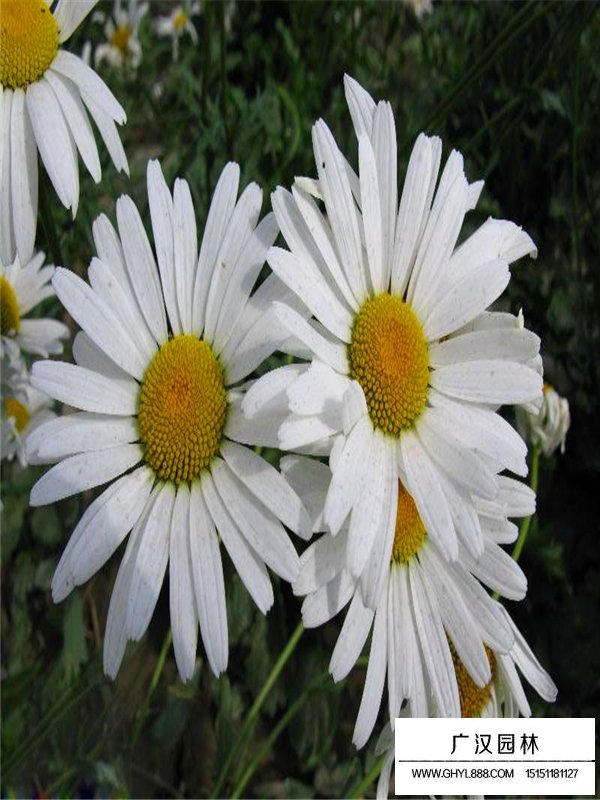 大濱菊