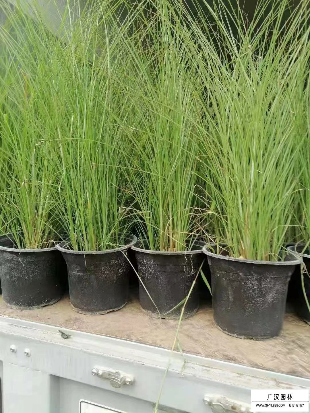 燈心草