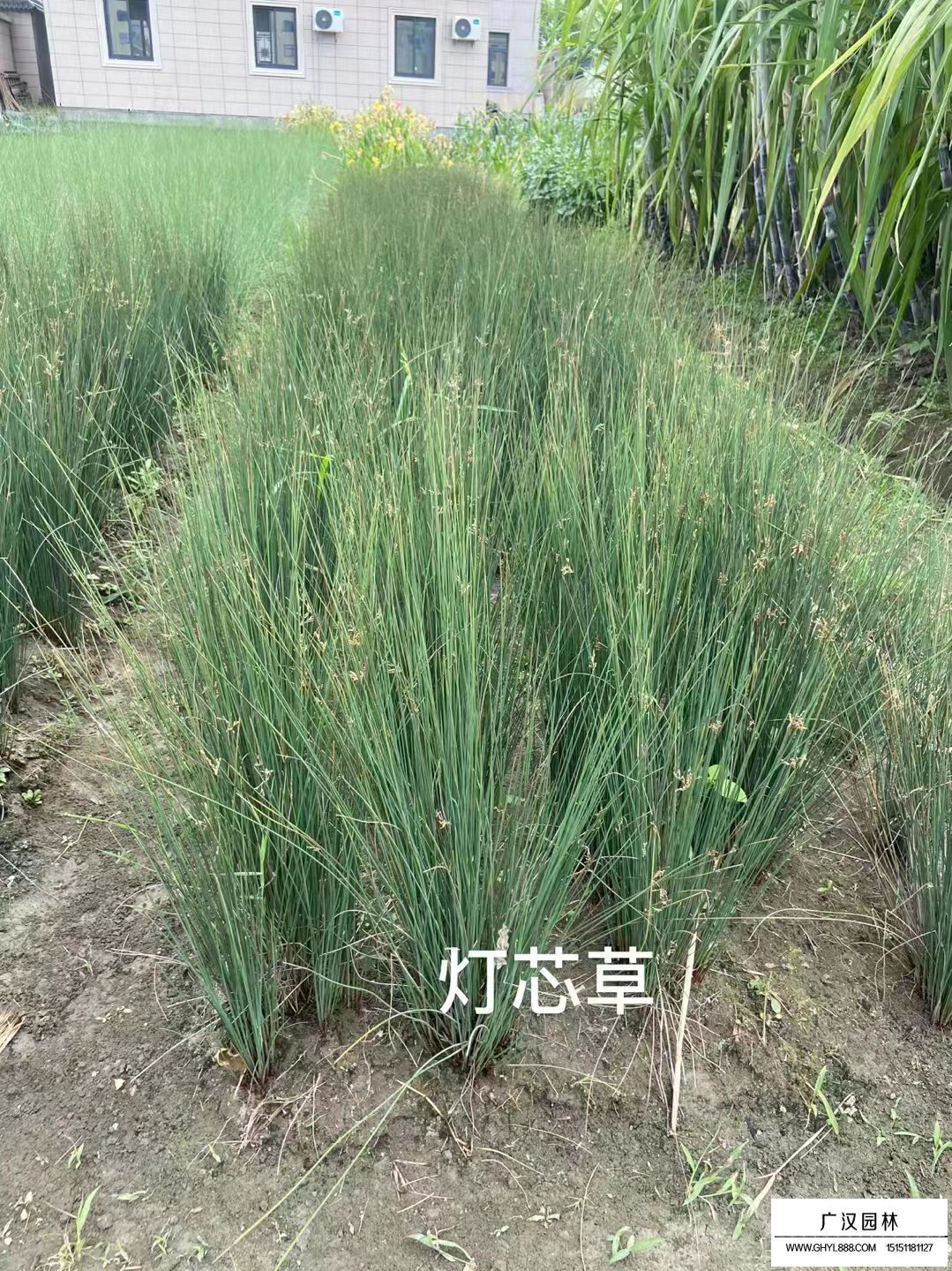 燈心草