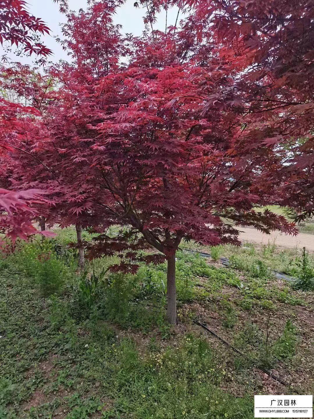 紅楓樹