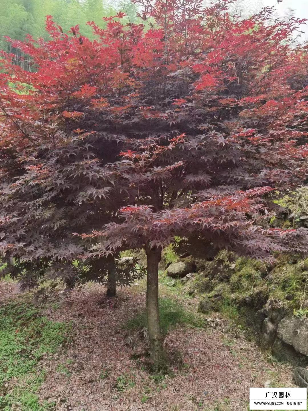 紅楓樹