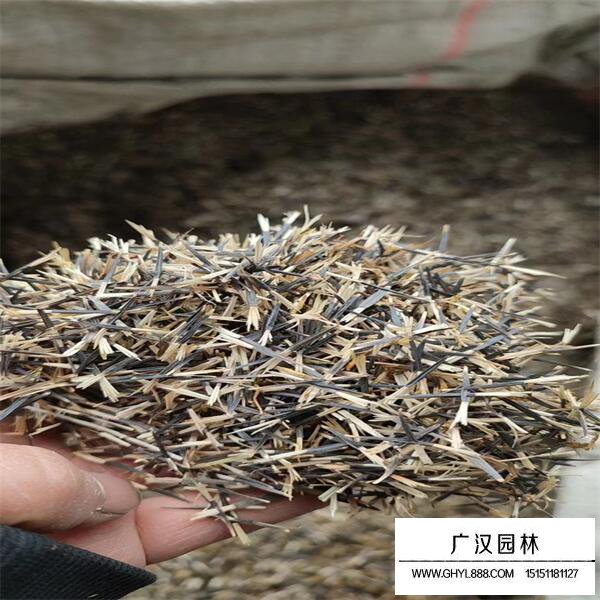 孔雀草種子