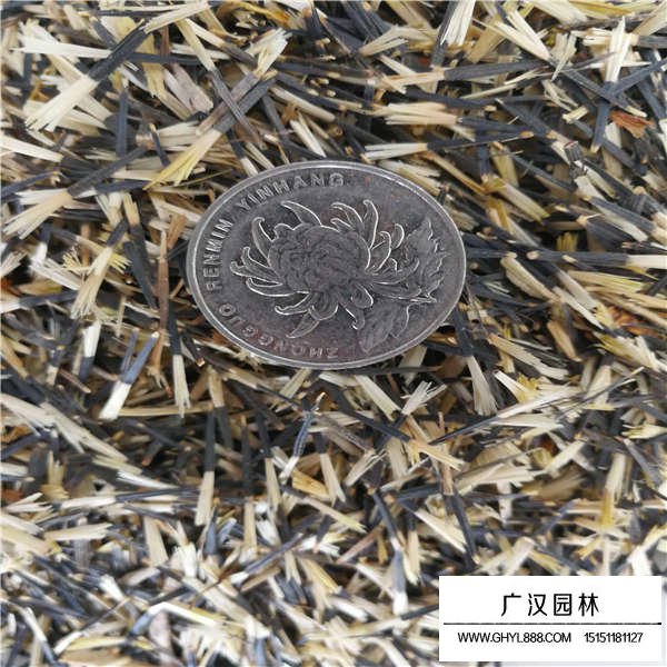 孔雀草種子