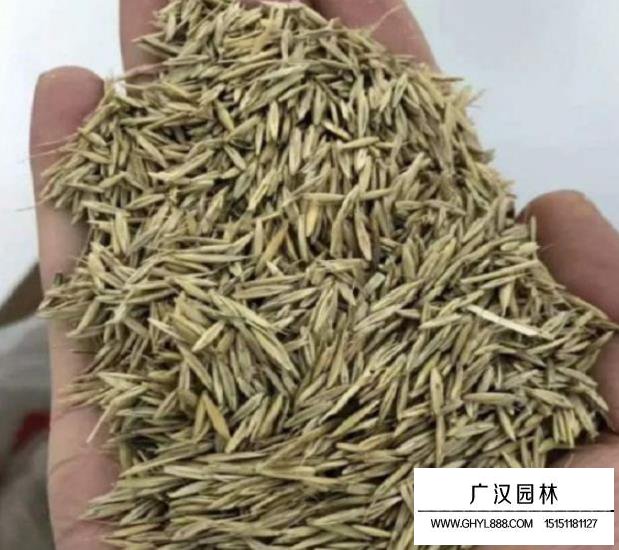 老芒麥種子