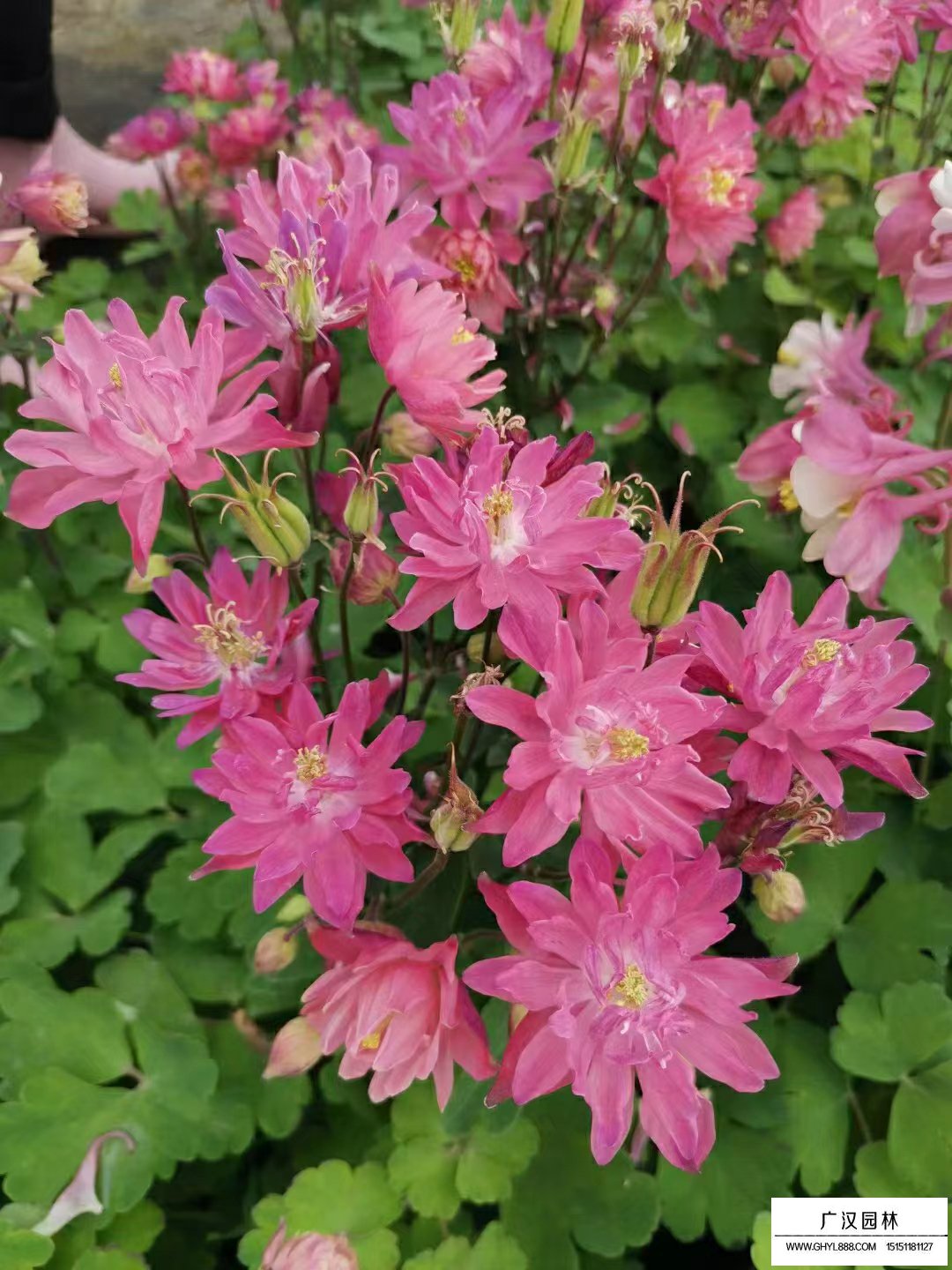 耬斗菜
