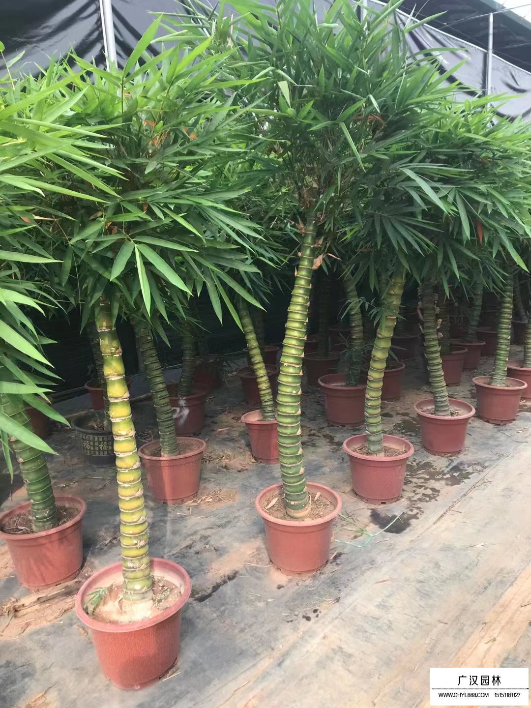 羅漢竹