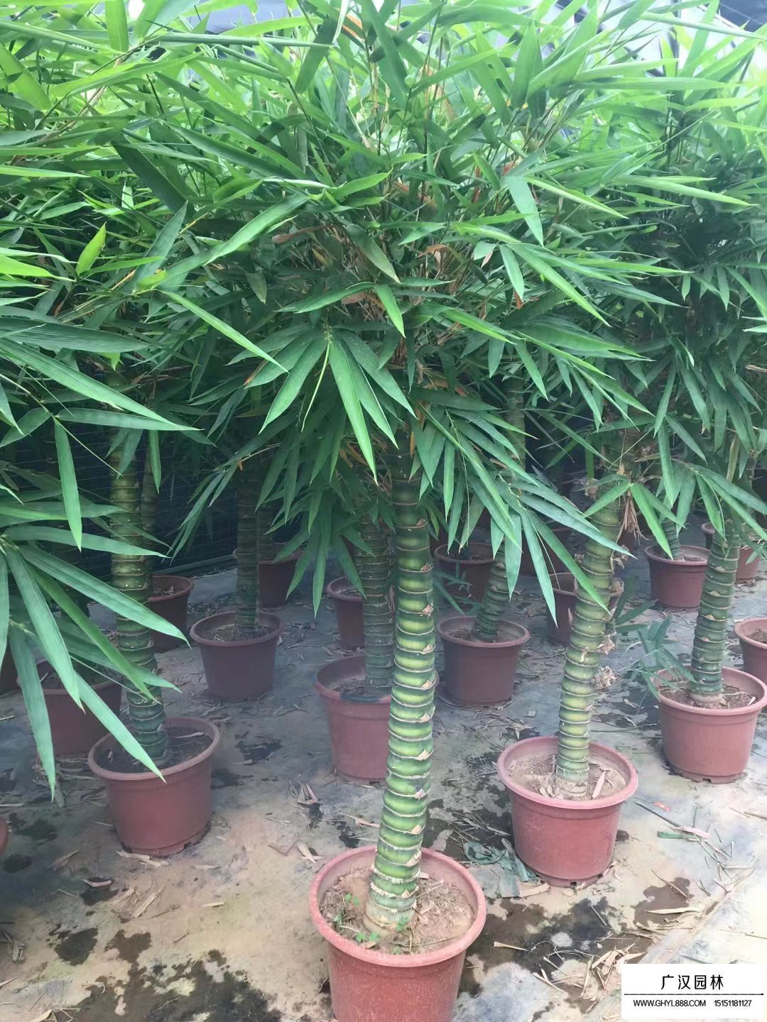 羅漢竹