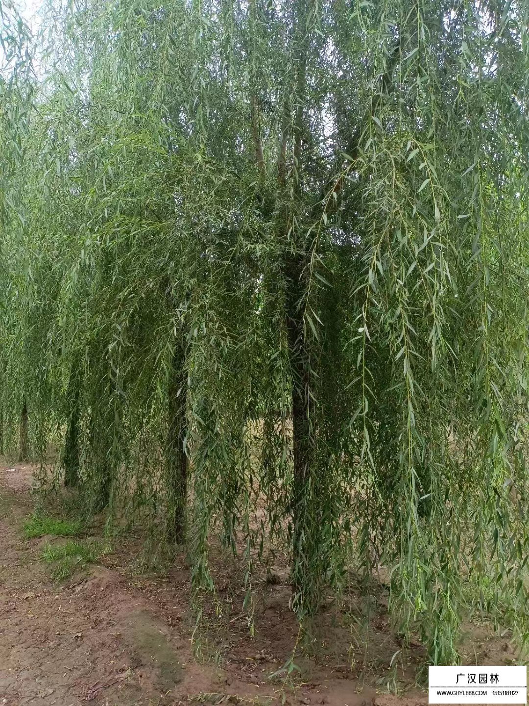 柳樹