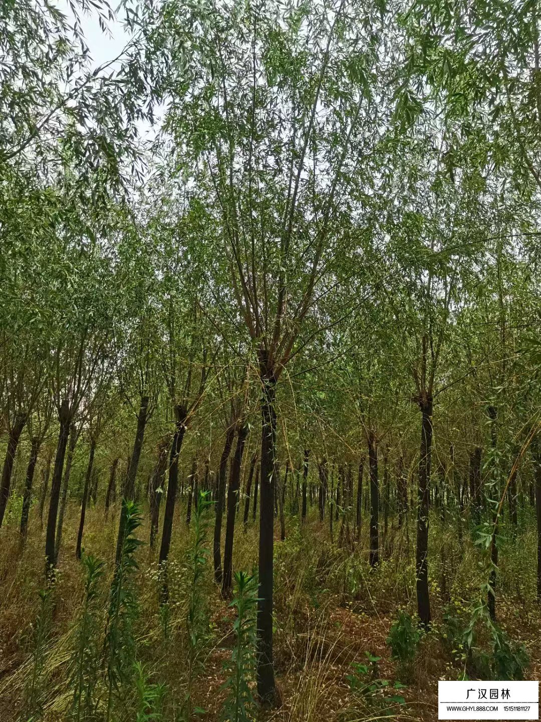 柳樹