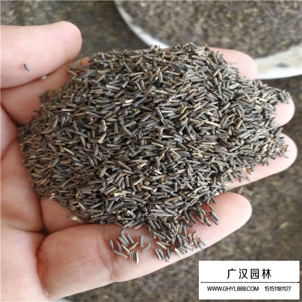 美女櫻種子