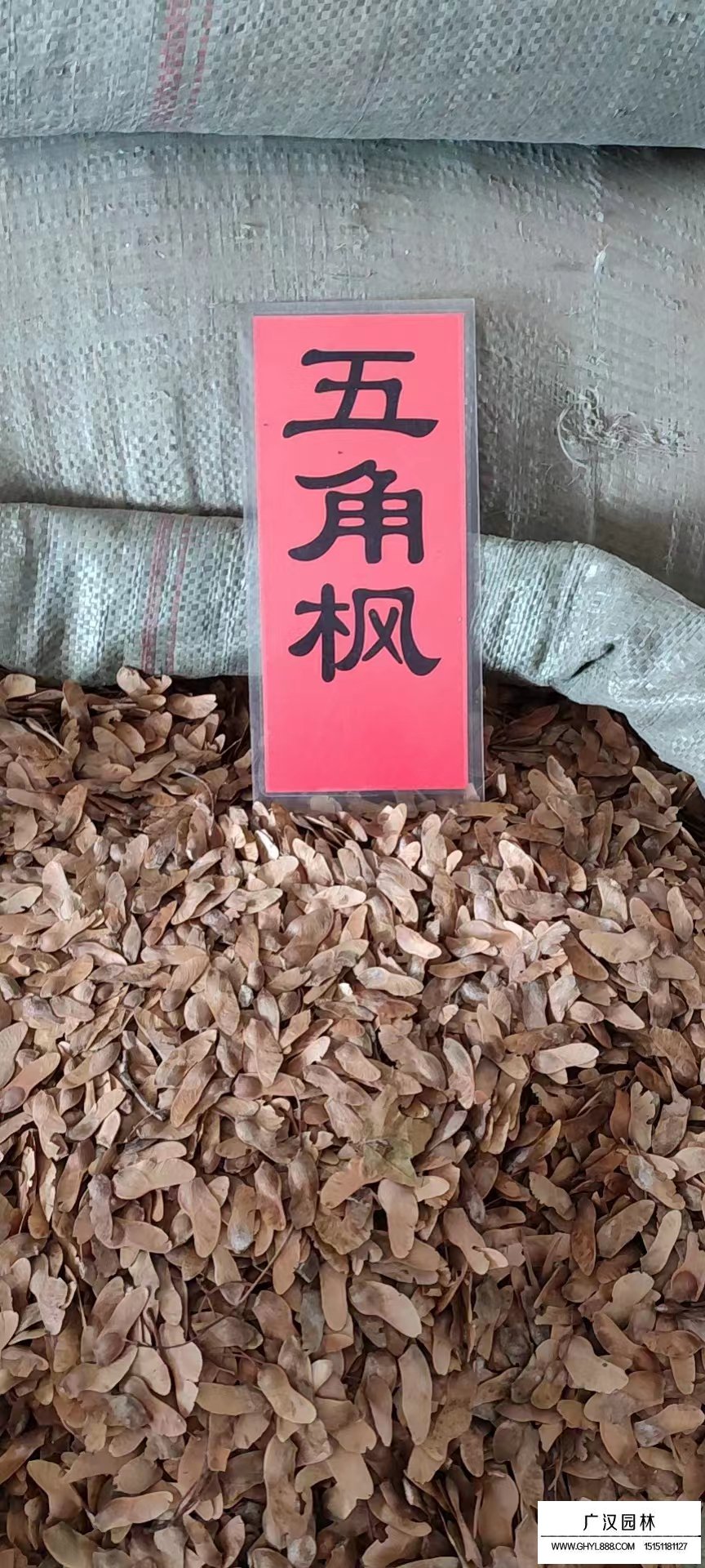 五角楓種子