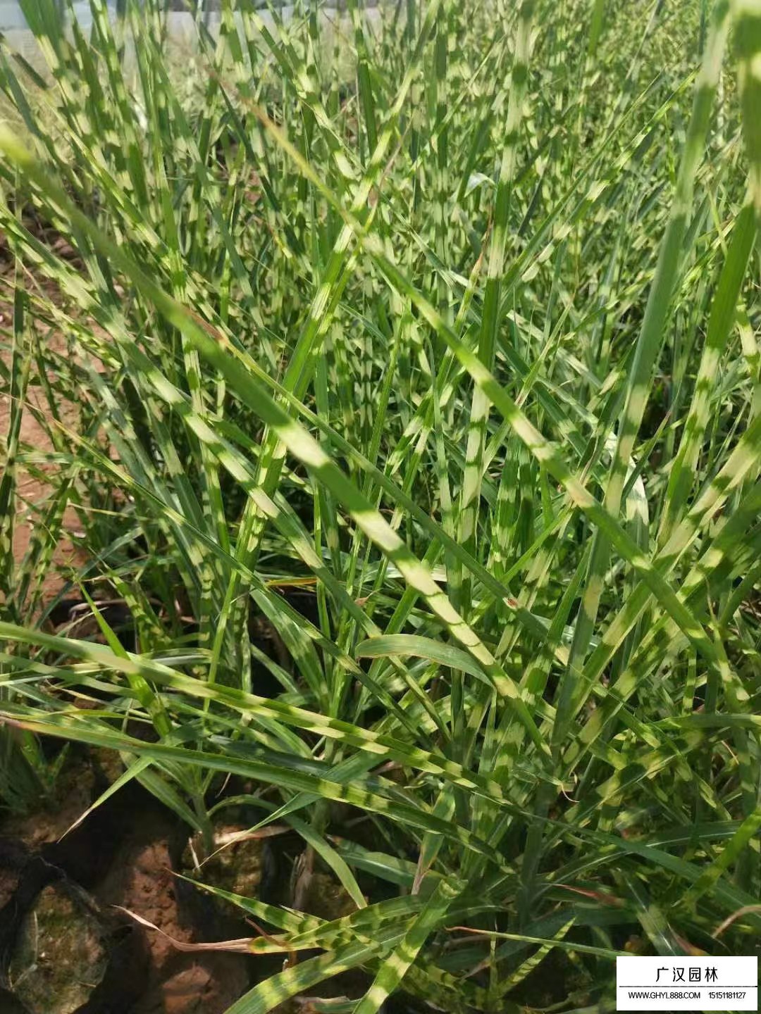 斑葉芒