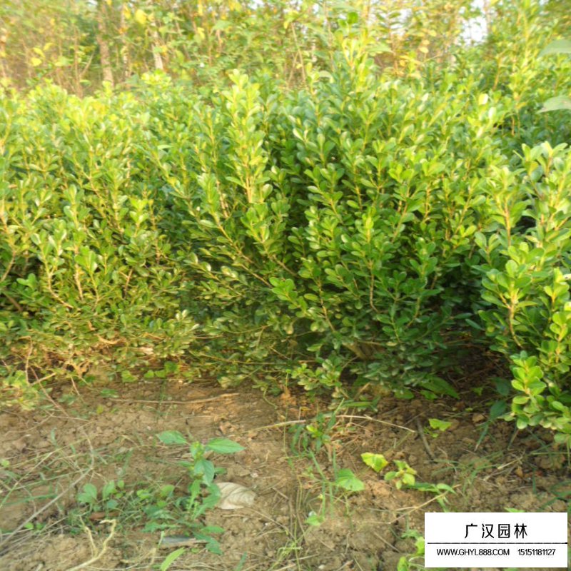 豆瓣黃楊球