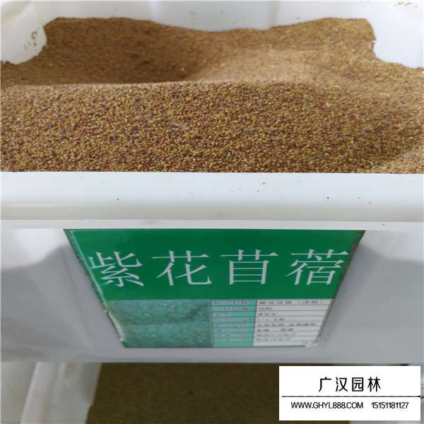 紫花苜蓿種子