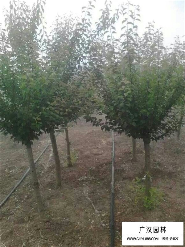 嫁接紅梅