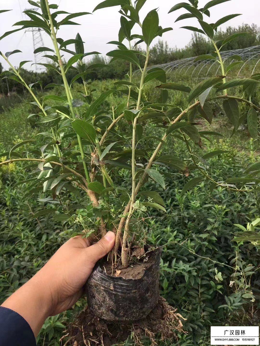 叢生連翹