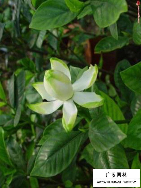 梔子花