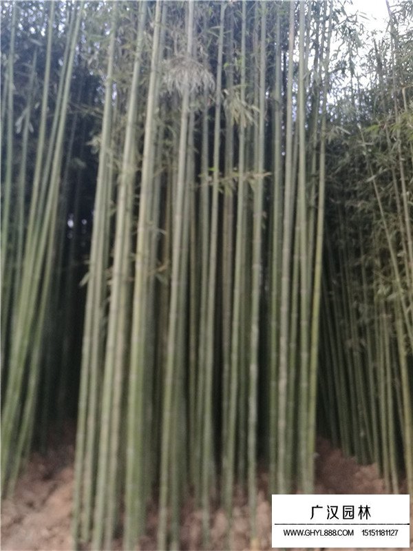 早園竹