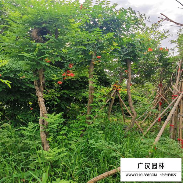美國凌霄