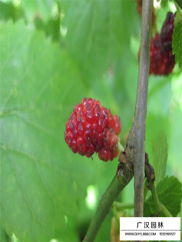 桑樹
