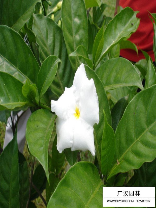 梔子花