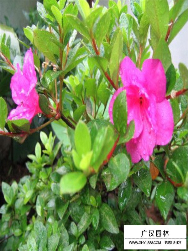 夏鵑