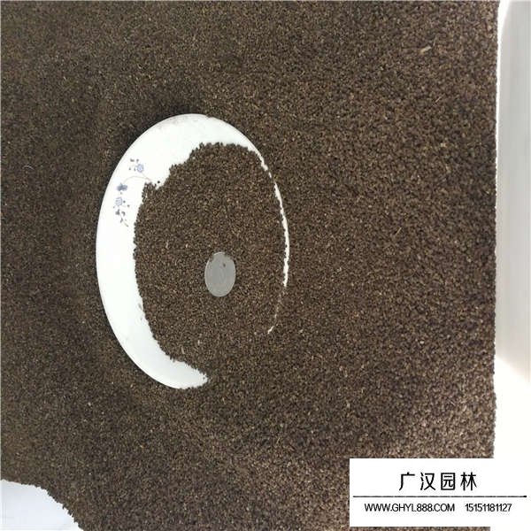 千鳥草籽
