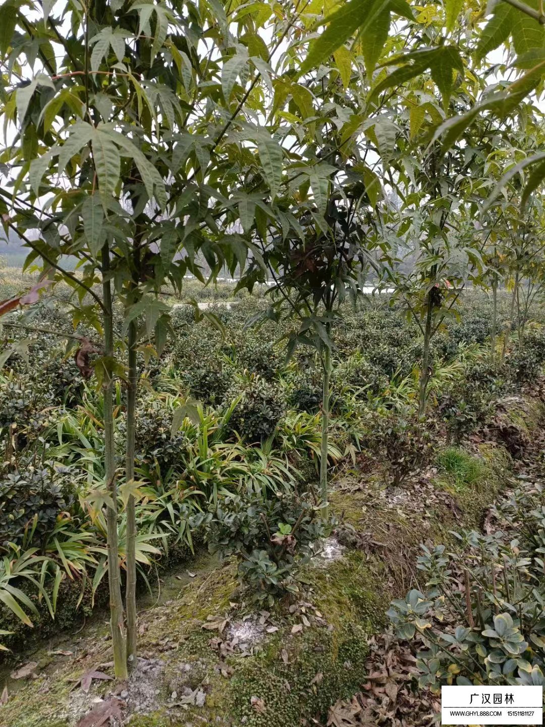 青楓樹