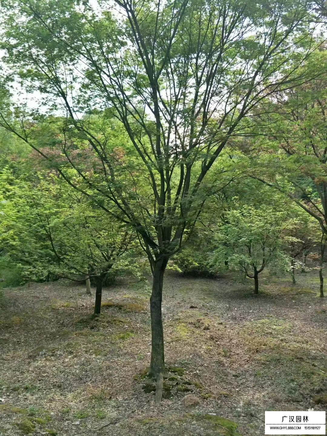 青楓樹