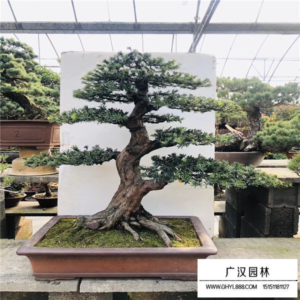 羅漢松