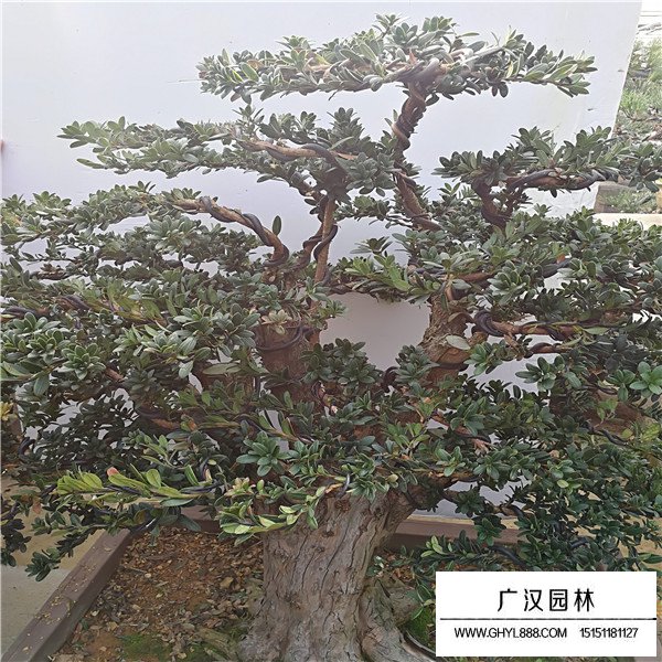 羅漢松盆景